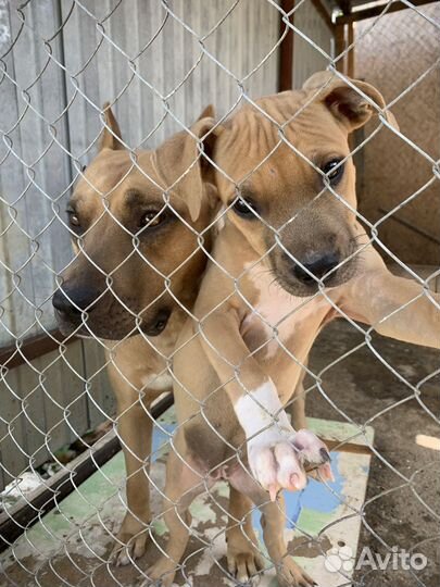 Щенок Амстафф