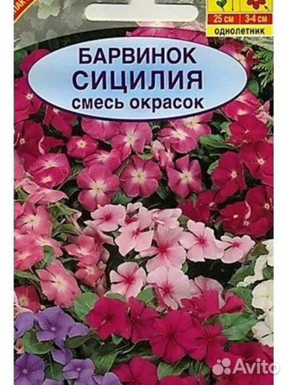 Барвинок (рассада)