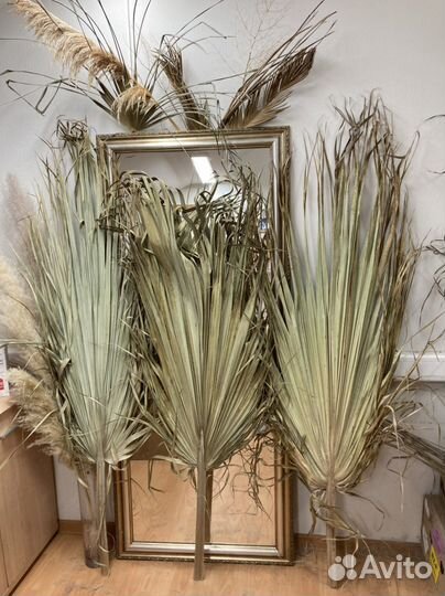 Листья пальмы