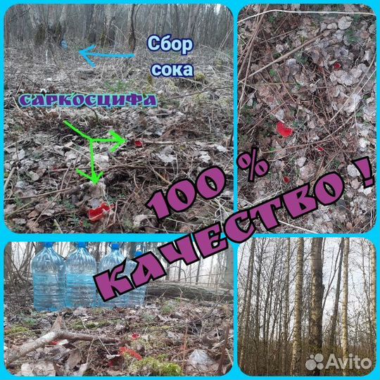 Берёзовый сок и квас