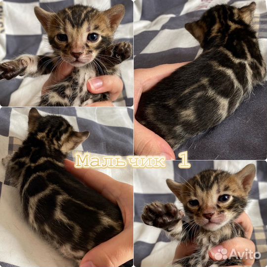Бенгальские котята