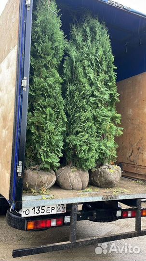Туя Смарагд 2-2,2 м