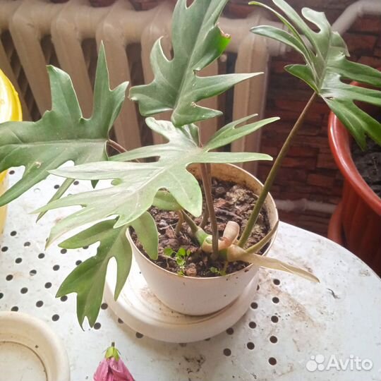 Филодендрон