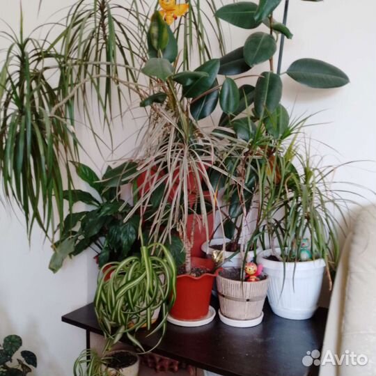 Комнатные домашние растения