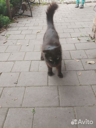 Кошка в дар