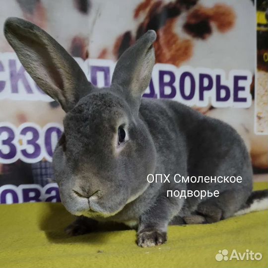 Рекс словацкий сероголубой