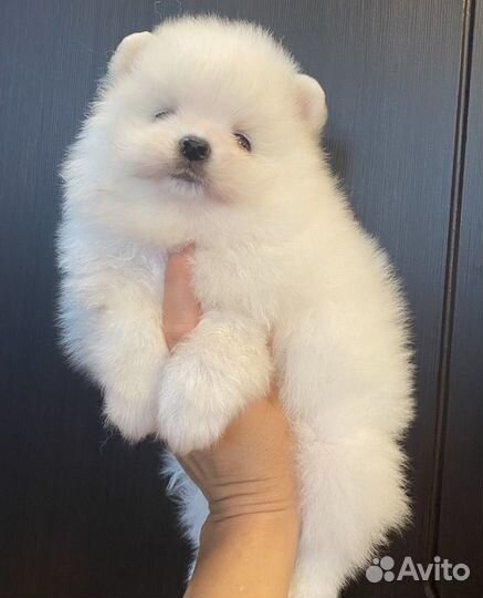 Щенок шпица