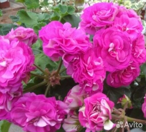 Герань пеларгония