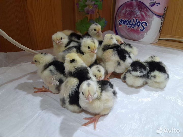 Леггорн долматинец