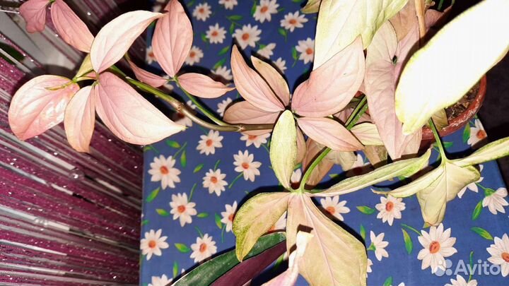 Домашнее растение Сингониум розоволистный