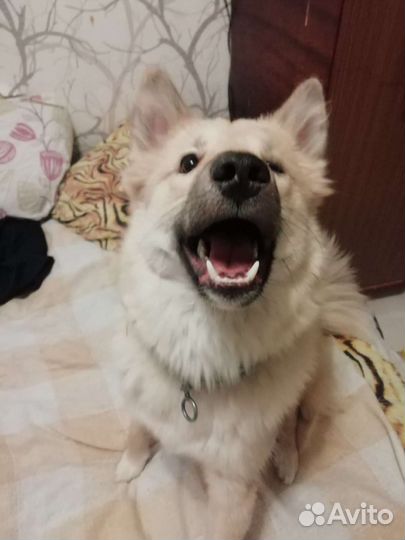 Метис самоеда