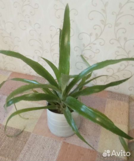 Бельбергия-слезы королевы