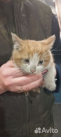 Котята в добрые руки даром