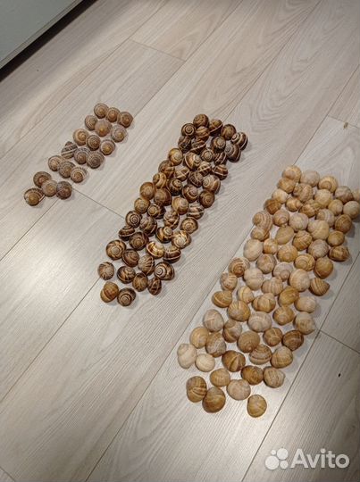 Ракушки виноградных улиток