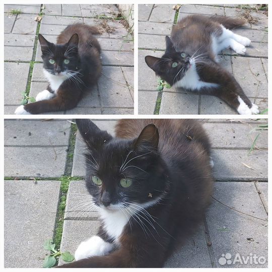 Ласковая кошечка 5-6 месяцев ищет дом