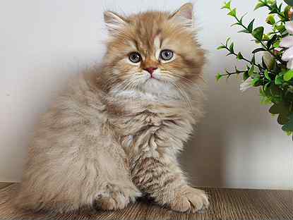 Британский длинношерстный кот циннамон