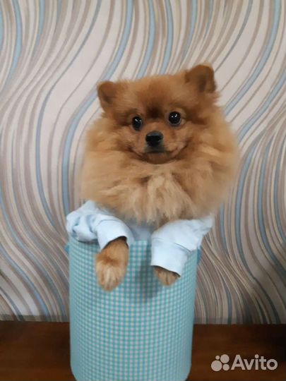 Вязка собак,померанский мини шпиц