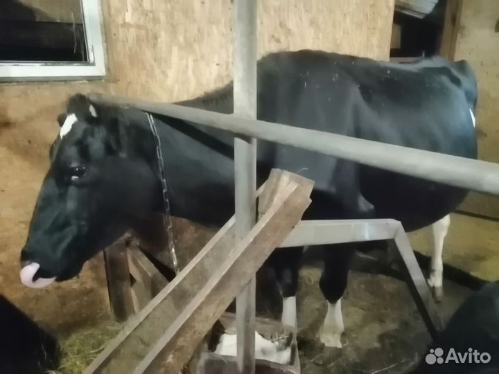 Корова, Бычек