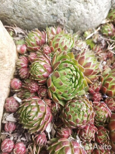 Декоративные цветы