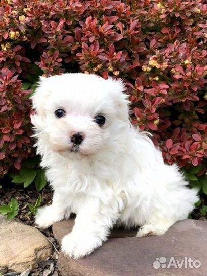 Мальчик мальтезе