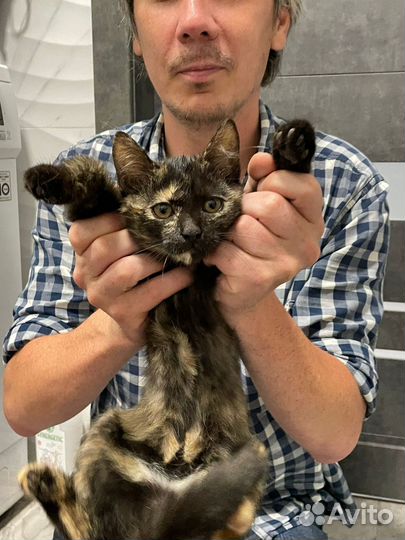 Кошечка милая спокойная