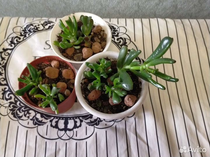 Крассула хоббит