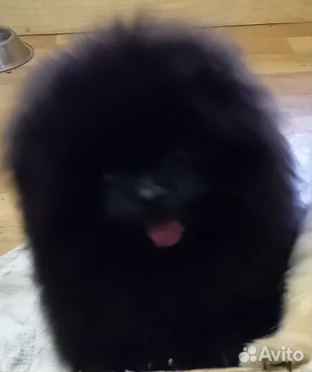 Померанский шпиц