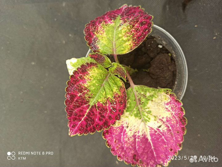 Колеусы вегетативные