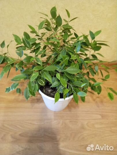 Бенджамина