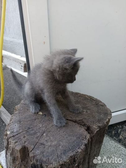 Кошка в дар
