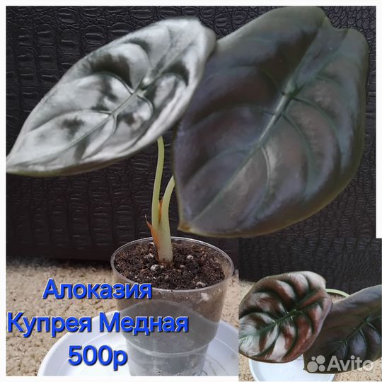 Комнатные растения