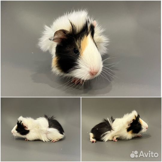 Морские свинки розетки