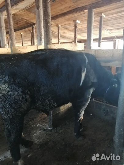 Продаём быка по пред заказам