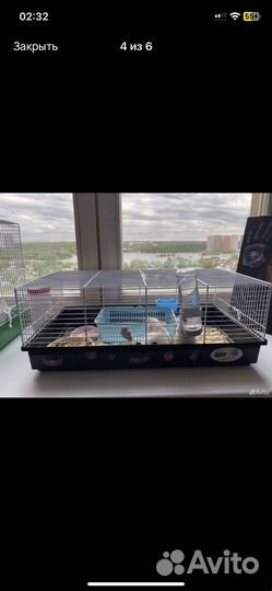 Крысы отдам бесплатно