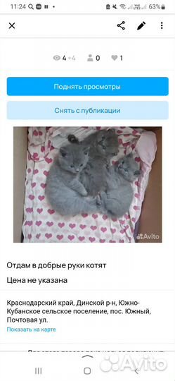 Котята отдам в добрые руки бесплатно