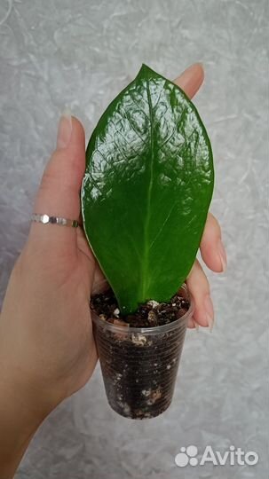 Замиокулькас