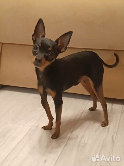 Вязка, той-терьер (мини)