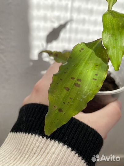 Традесканция сорт Тинантия Прингл tinantia Pringle