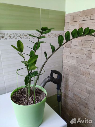 Замиокулькас