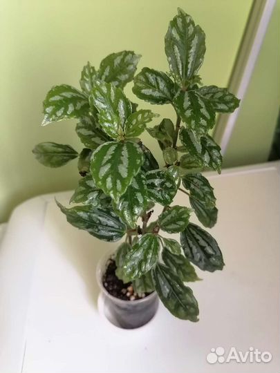 Пилея кадье. Хатиора