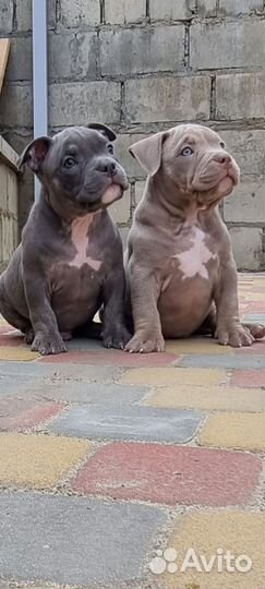 Американский булли щенки