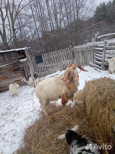 Козел на племя