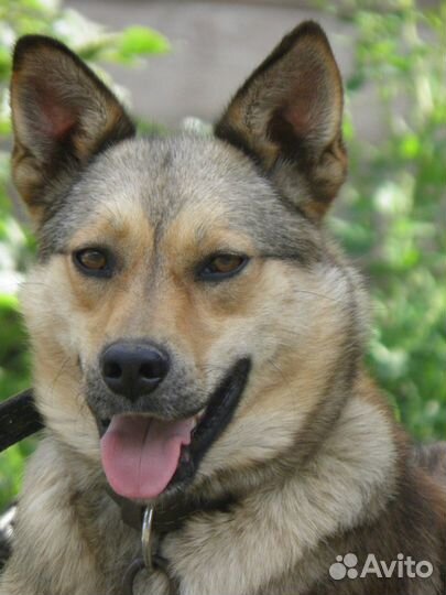 Тор - кобелек в добрые руки