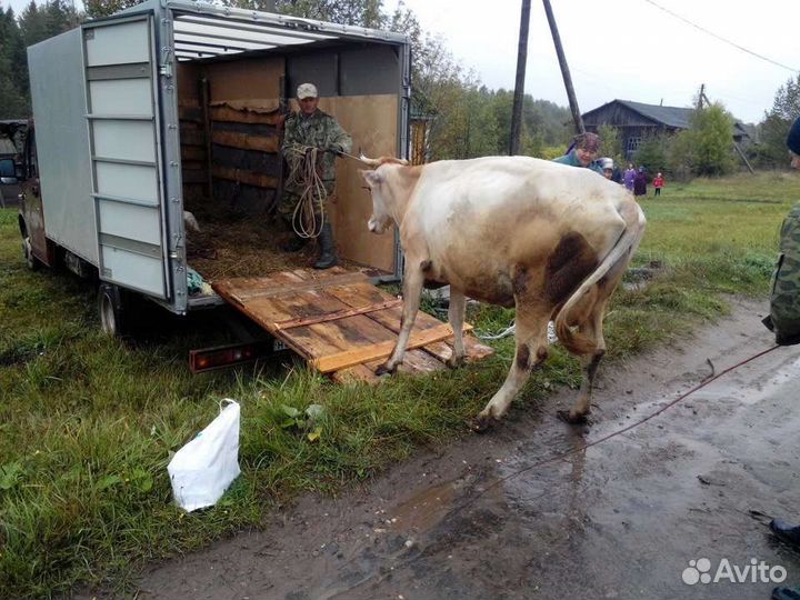 Перевозка лошадей телят коров город межгород