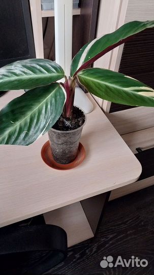 Строманта триколор