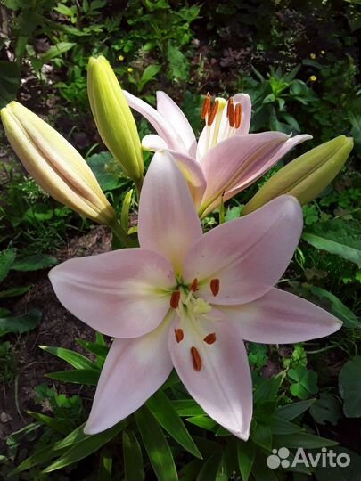 Лилии азиатск.и другие