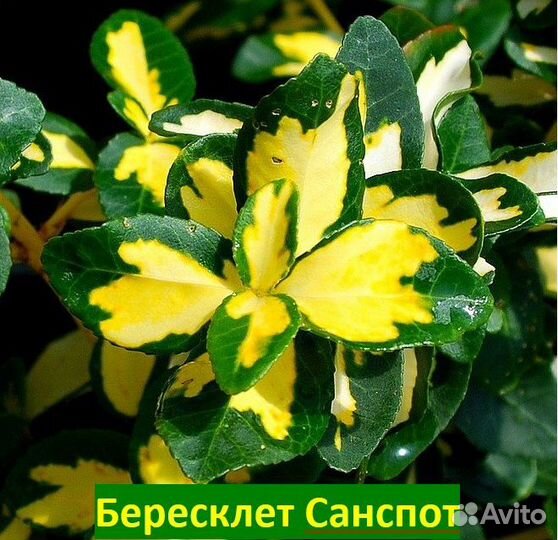 Декоративные Растения с доставкой - Аlena.park