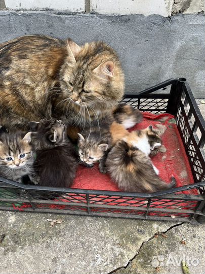 Котята бесплатно