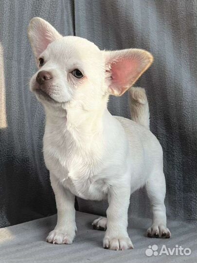 Щенок Чихуахуа мальчик, щенки