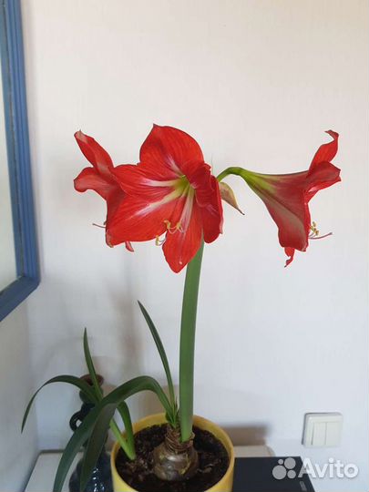 Амариллис